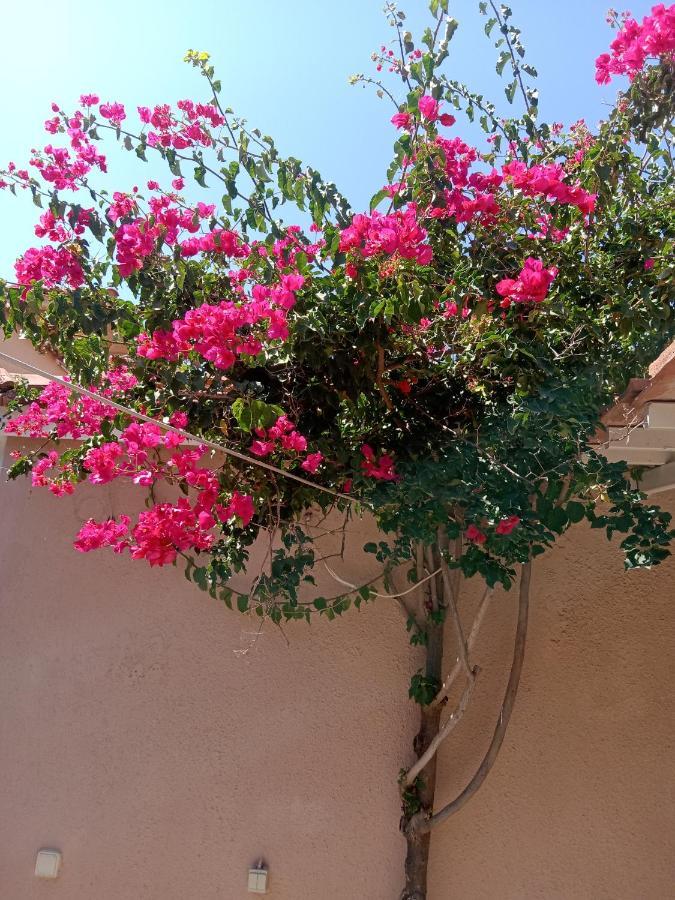 Menegis Apartment Città di Zante Esterno foto